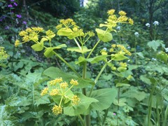 Smyrnium perfoliatum