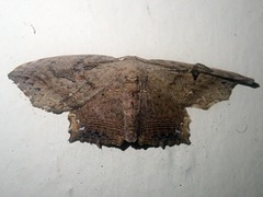 Pseuderosia desmierdechenoni