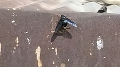 Satyramoeba bipunctata