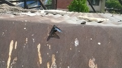 Satyramoeba bipunctata