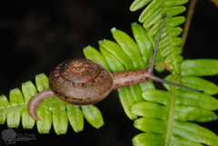 Satsuma guandi