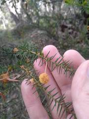 Acacia echinula