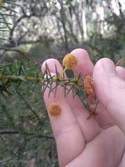 Acacia echinula