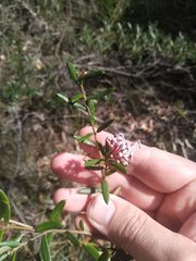 Grevillea sphacelata