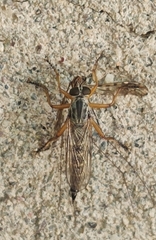 Neomochtherus schineri