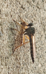 Neomochtherus schineri