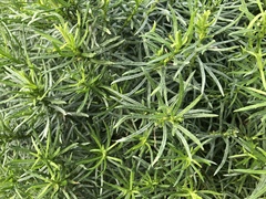 Olearia glutinosa