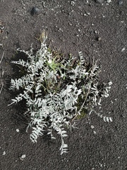 Oxytropis kamtschatica