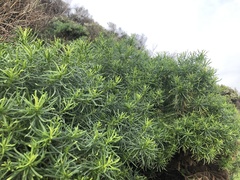 Olearia glutinosa