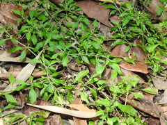 Glinus oppositifolius