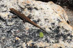 Pedioplanis burchelli