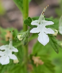 Teucrium corymbosum