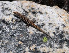 Pedioplanis burchelli