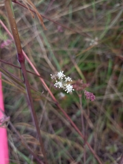 Seseli montanum
