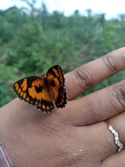 Byblia anvatara