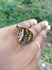 Byblia anvatara