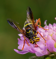 Spilomyia diophthalma