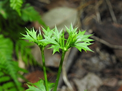 Eryngium expansum