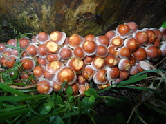 Hypholoma brunneum