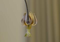 Drimia basutica