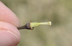 Drimia basutica