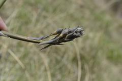 Drimia basutica