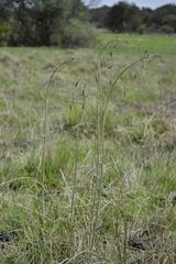 Drimia basutica