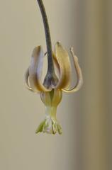 Drimia basutica