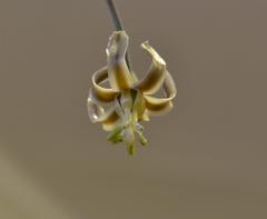 Drimia basutica
