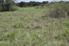 Drimia basutica