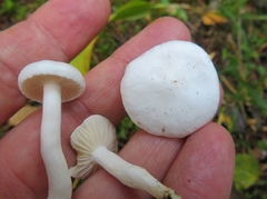 Hygrophorus piceae