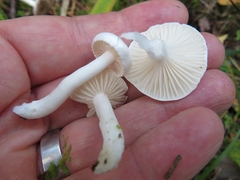 Hygrophorus piceae