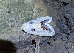 Phalera flavescens
