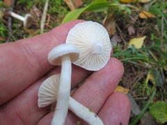 Hygrophorus piceae