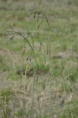 Drimia basutica