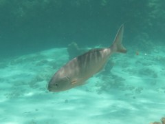 Kyphosus cornelii