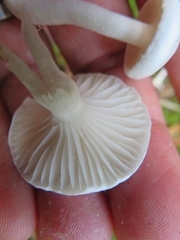 Hygrophorus piceae