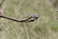 Drimia basutica