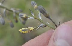 Drimia basutica