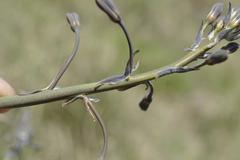 Drimia basutica