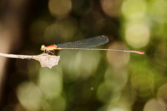 Teinobasis rufithorax