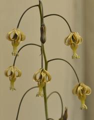 Drimia basutica