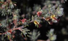 Cliffortia weimarckii