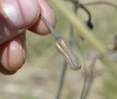 Drimia basutica