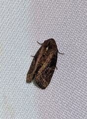 Elusa ustula