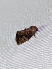 Elusa ustula