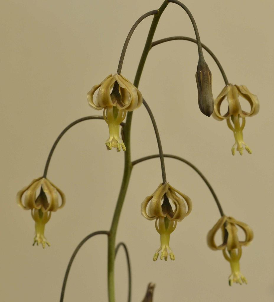 Night Poison Squills