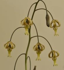 Drimia basutica