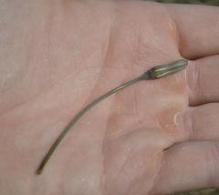 Drimia basutica