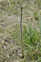 Drimia basutica
